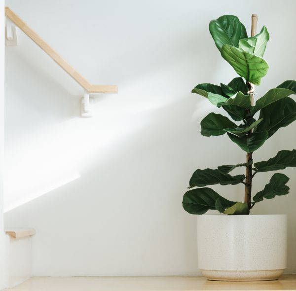 5 houseplants that promote your well-being