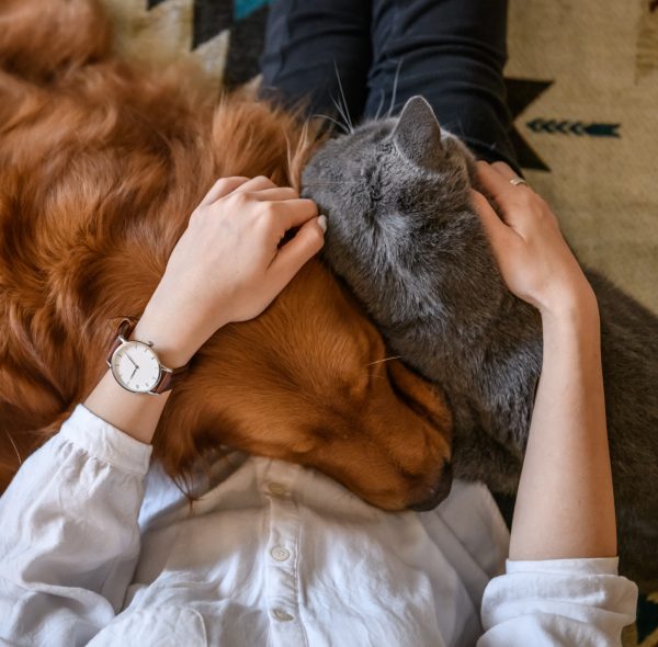 How Do Pets Improve Our Health?